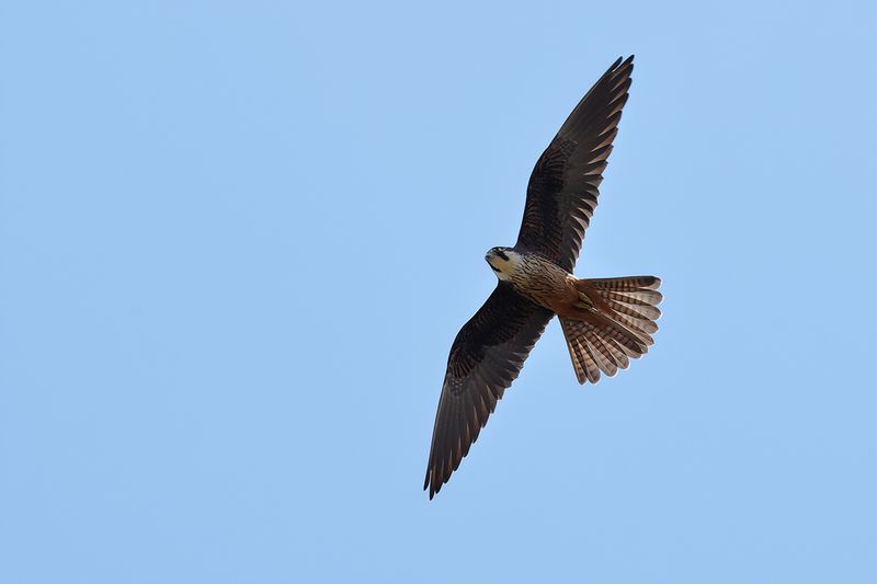 Eleonora's Falcon (Falco eleonorae)