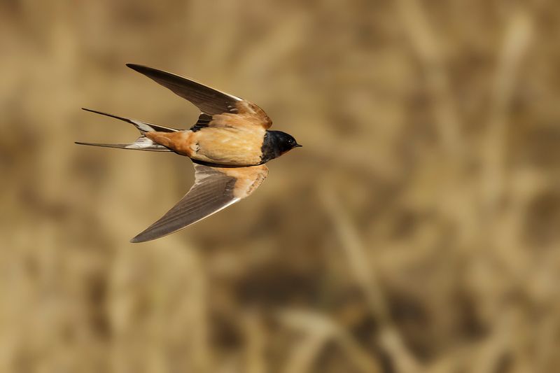 Barn Swallow (Hirundo rustica transitiva) 