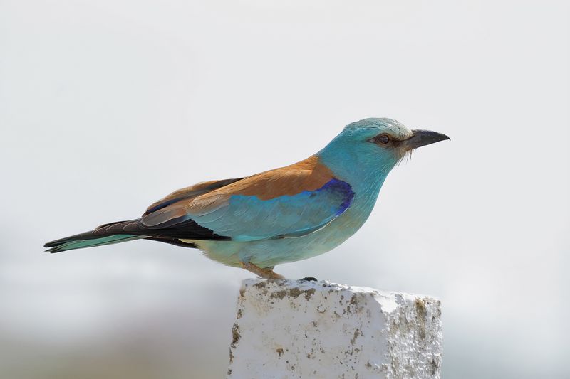 European Roller (Coracias garrulus) 