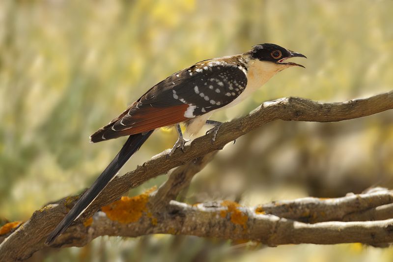Great Spotted Cuckoo (Clamator glandarius)