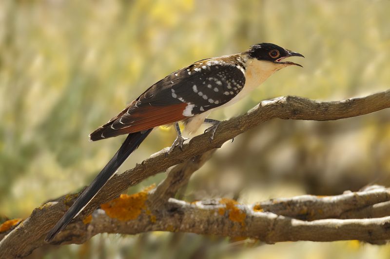 Great Spotted Cuckoo (Clamator glandarius) 