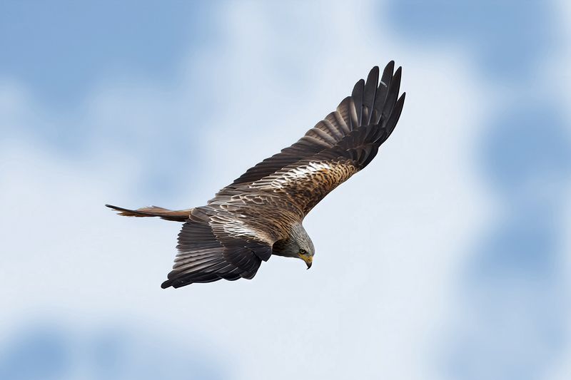 Red Kite (Milvus milvus) 