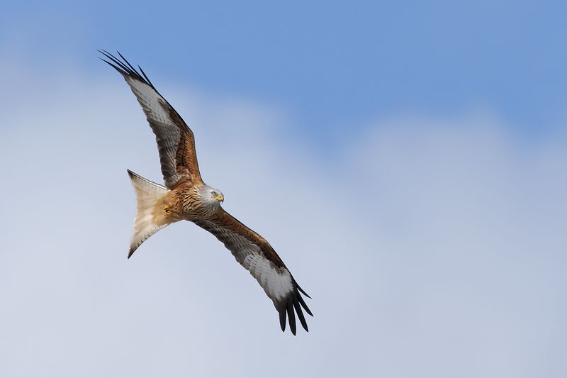 Gallery Red Kite