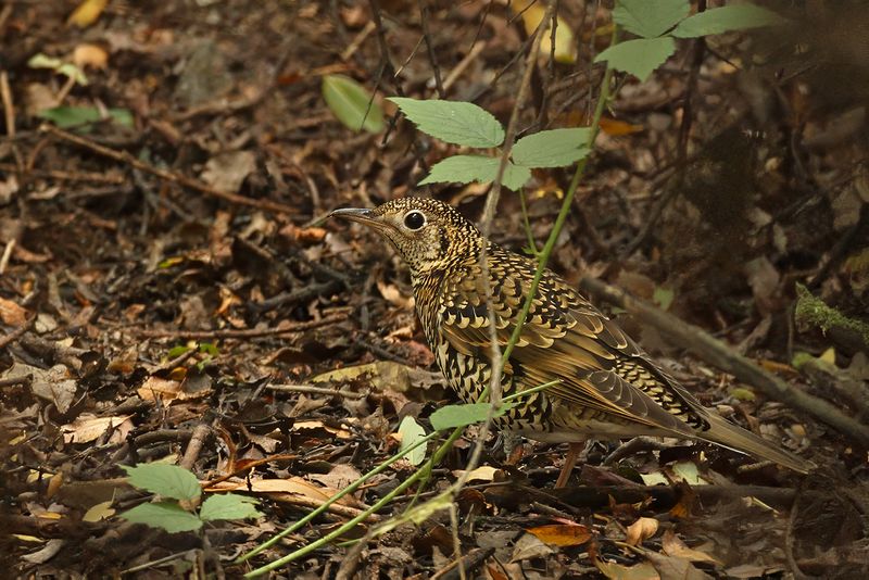 White's Thrush or Scaly Thrush (Zoothera dauma)