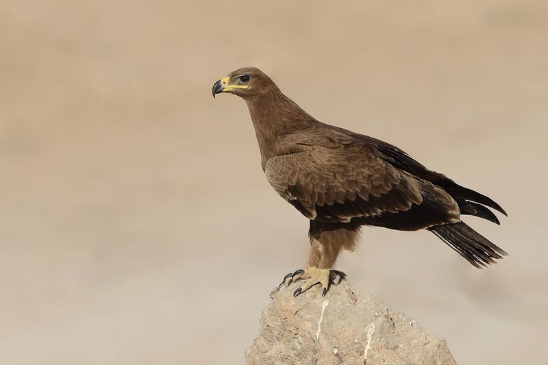 Steppe Eagle (Aquila nipalensis)