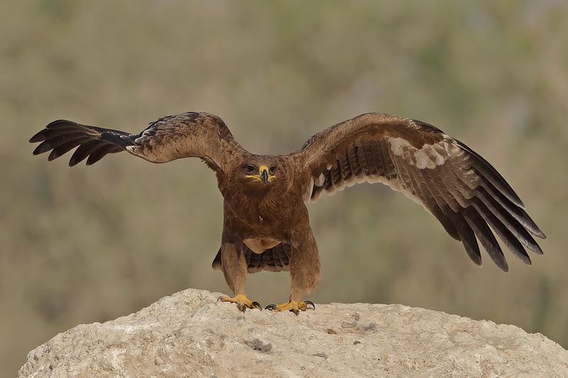 Steppe Eagle (Aquila nipalensis)
