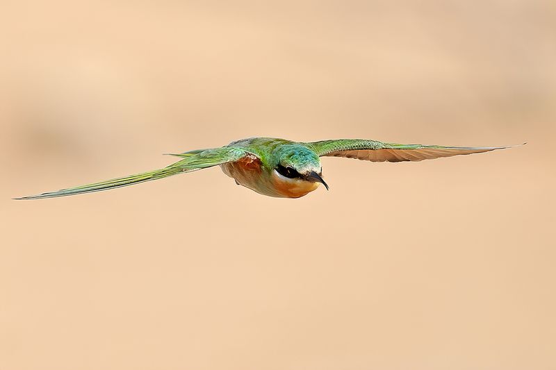 Blue-cheecked Bee-eater (Merops persicus) 