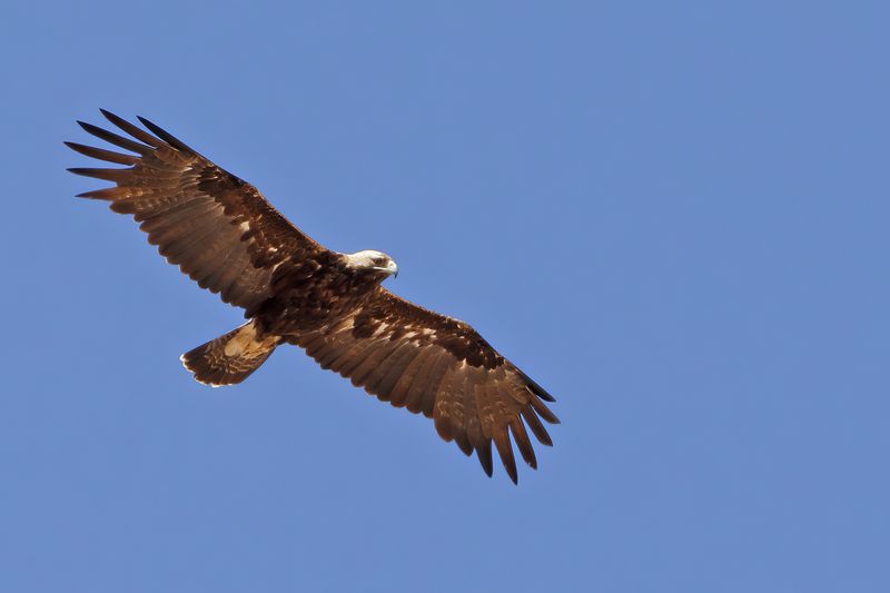 Eastern Imperial Eagle (Aquila heliaca)