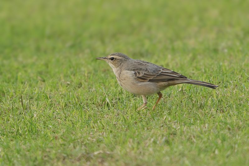 Gallery Long-billed Pipit