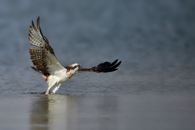 Osprey (Pandion haliaetus) 