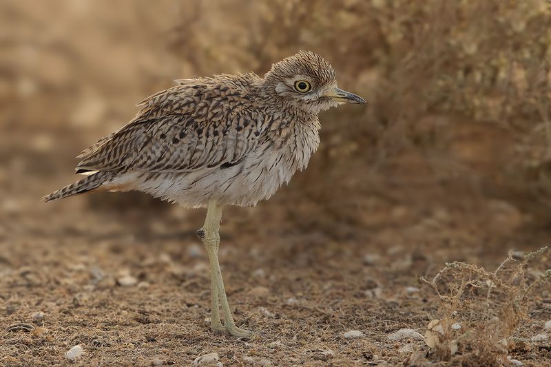 Spotted Thick-knee (Burhinus capensis ssp.dodsoni)