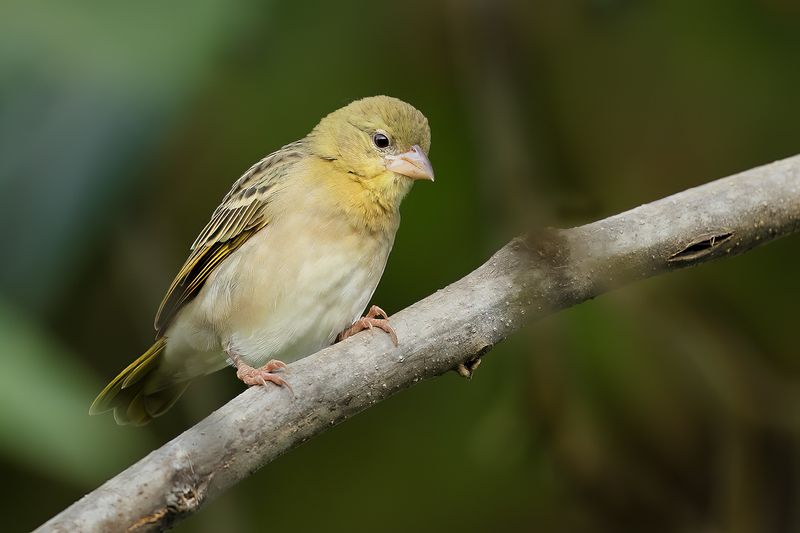 Rüppell's Weaver (Ploceus galbula)