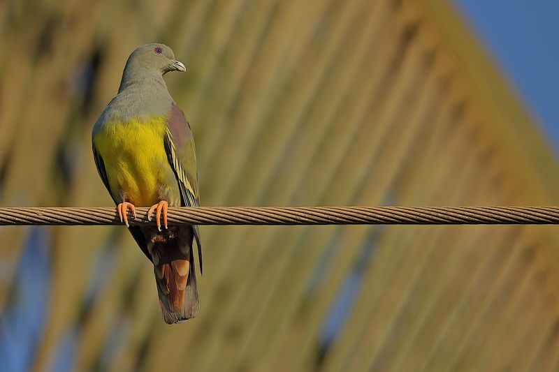 Gallery Bruce's Green Pigeon