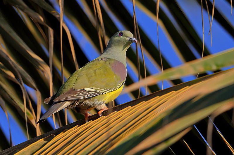 Bruce's Green Pigeon (Treron waalia) 