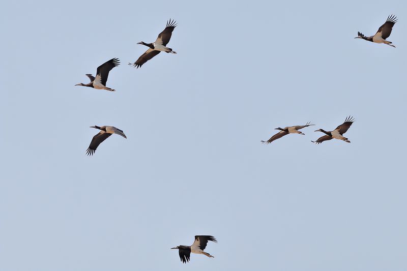Abdim's Stork, (Ciconia abdimii)