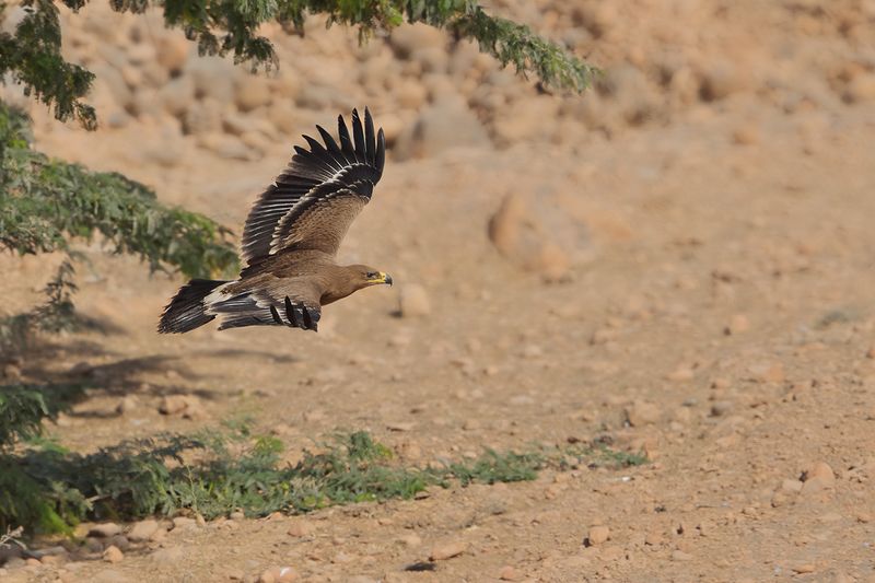 Steppe Eagle (Aquila nipalensis) 