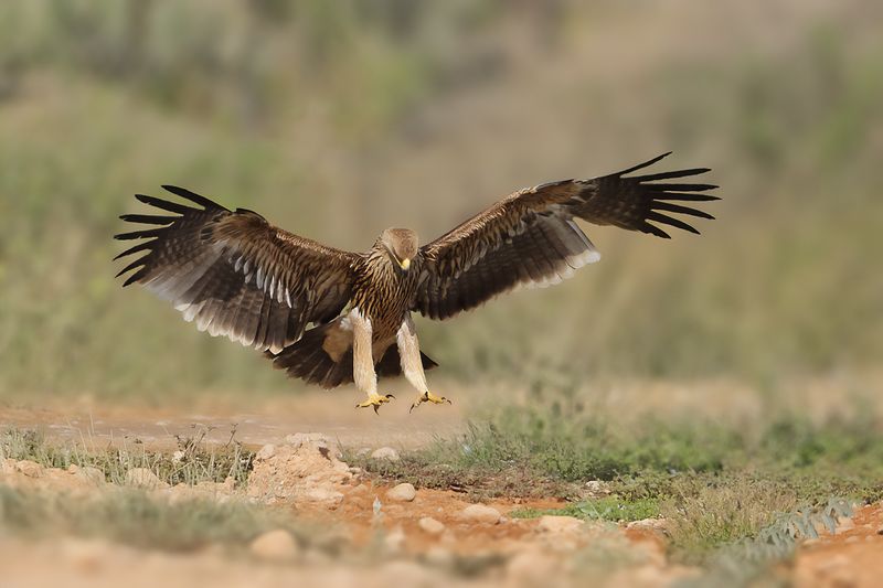 Eastern Imperial Eagle (Aquila heliaca)
