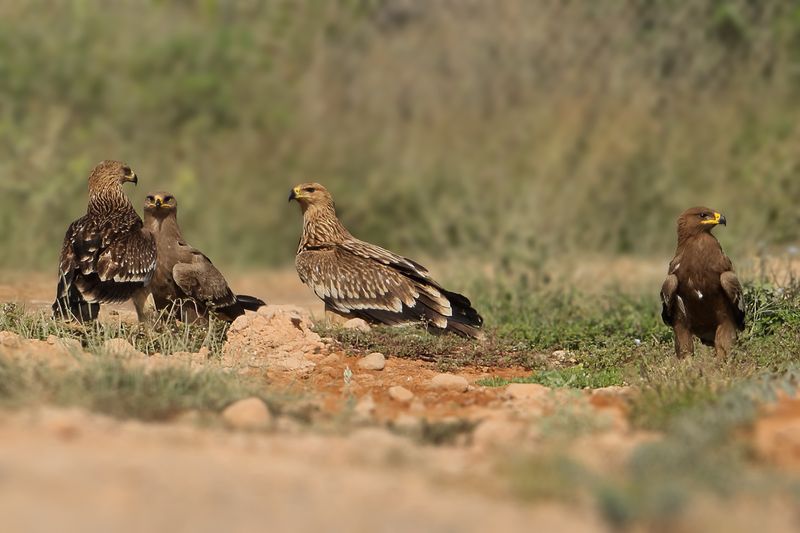 Eastern Imperial Eagle (Aquila heliaca)