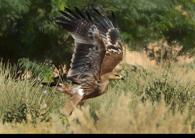 Eastern Imperial Eagle (Aquila heliaca)