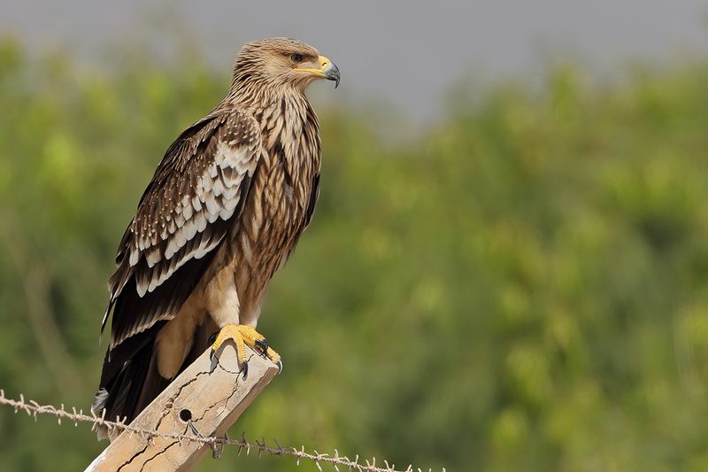 Eastern Imperial Eagle (Aquila heliaca)