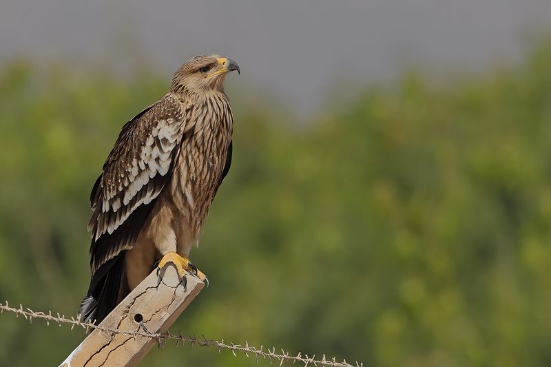 Eastern Imperial Eagle (Aquila heliaca)