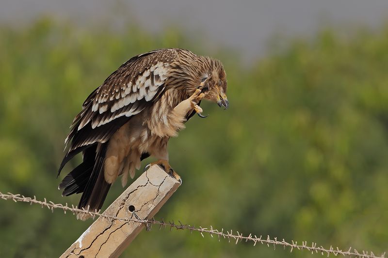Eastern Imperial Eagle (Aquila heliaca)