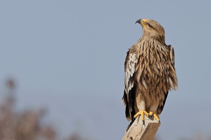 Eastern Imperial Eagle (Aquila heliaca)