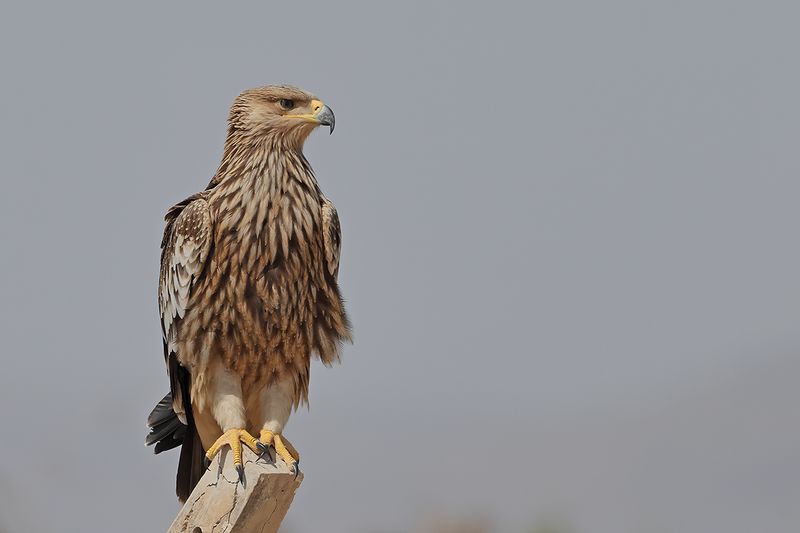 Eastern Imperial Eagle (Aquila heliaca)