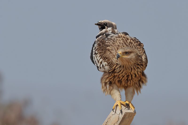 Eastern Imperial Eagle (Aquila heliaca)