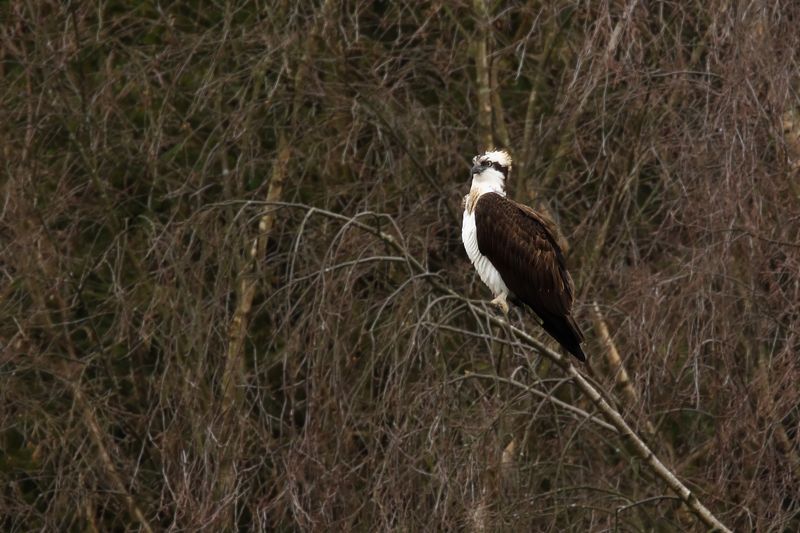 Osprey (Pandion haliaetus)