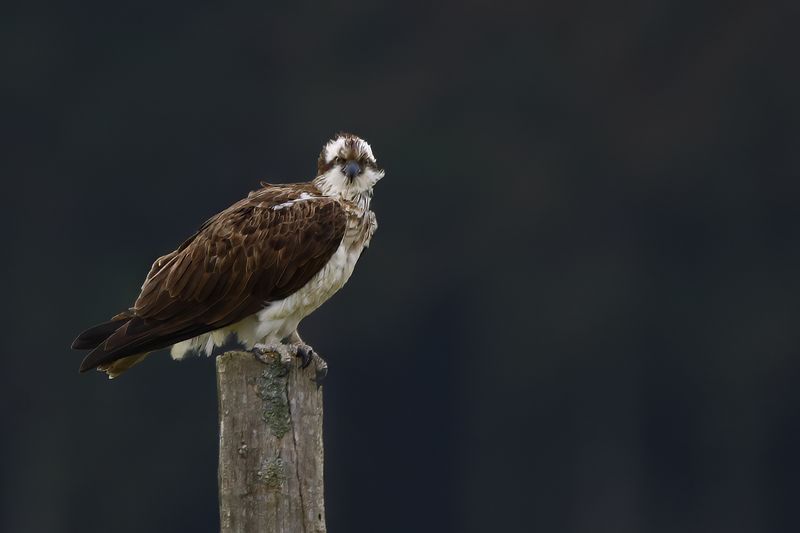 Osprey (Pandion haliaetus)