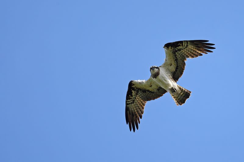 Osprey (Pandion haliaetus)