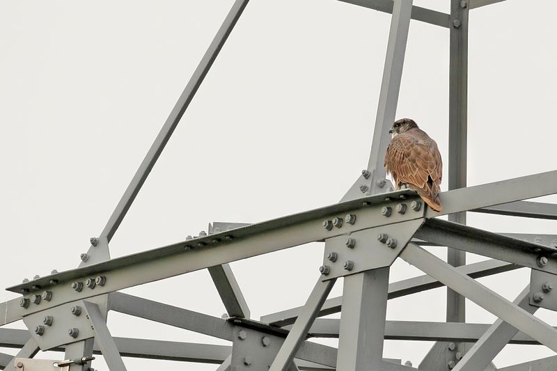 Gyrfalcon (Falco rusticolus)
