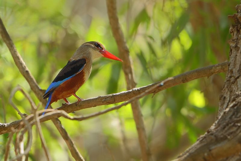Gallery Grey-headed Kingfisher