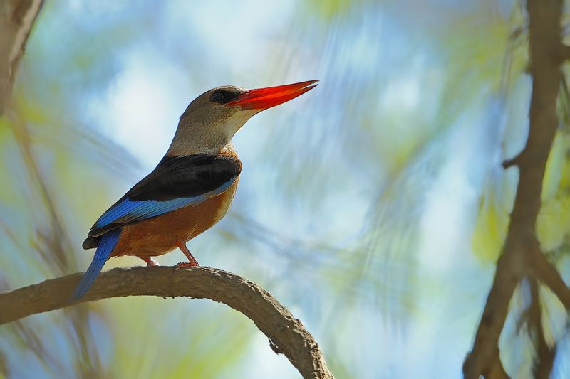 Grey-headed Kingfisher (Halcyon leucocephala ssp.semicaerulea ) 