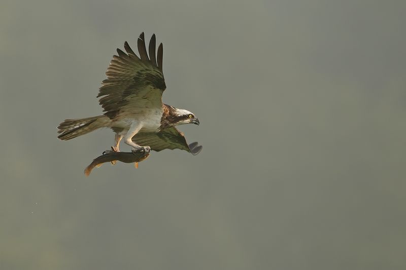 Osprey (Pandion haliaetus)