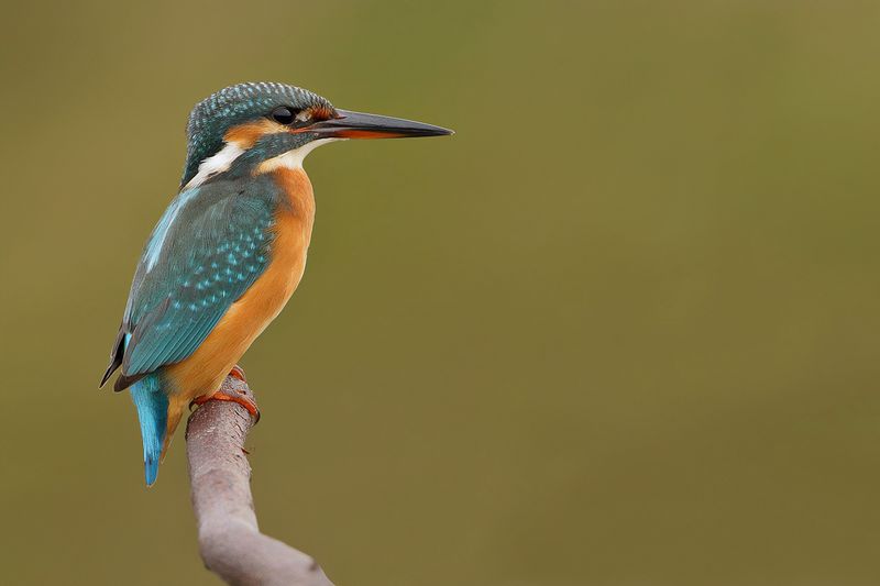 Common Kingfisher (Alcedo atthis) 