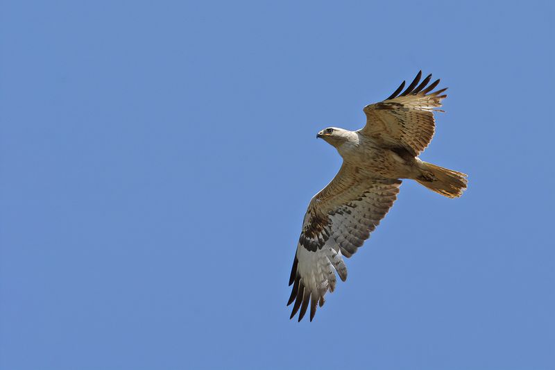 Long-legged Buzzard (Buteo rufinus)