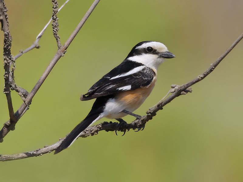 Masked shrike (Lanius nubicus)