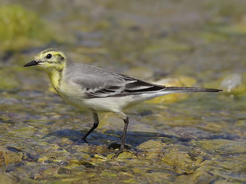 Citrine Wagtail (Motacilla citreola)