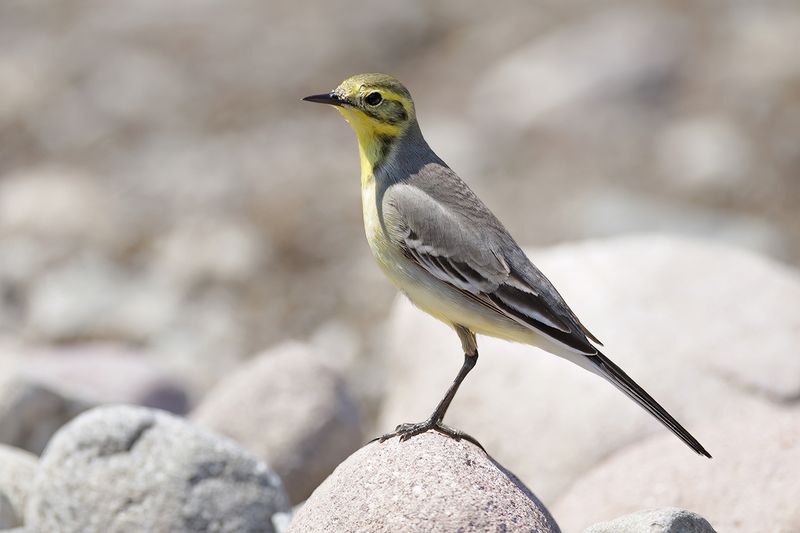 Gallery Citrine Wagtail