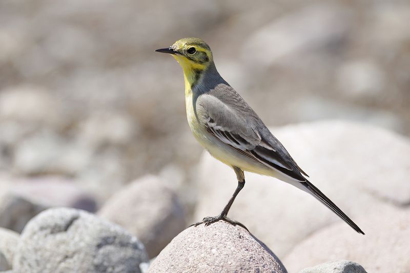 Citrine Wagtail (Motacilla citreola)