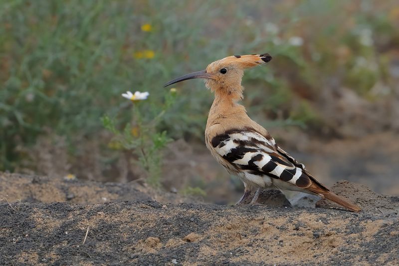 Hoopoe (Upupa epops)