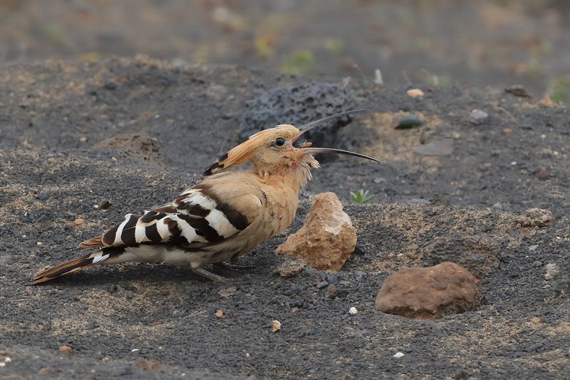 Hoopoe (Upupa epops)