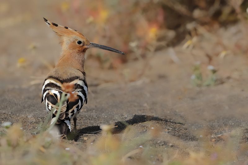 Hoopoe (Upupa epops)