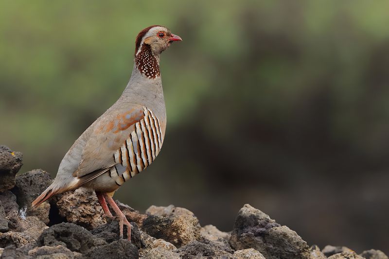 Barbary partridge (Alectoris barbara)