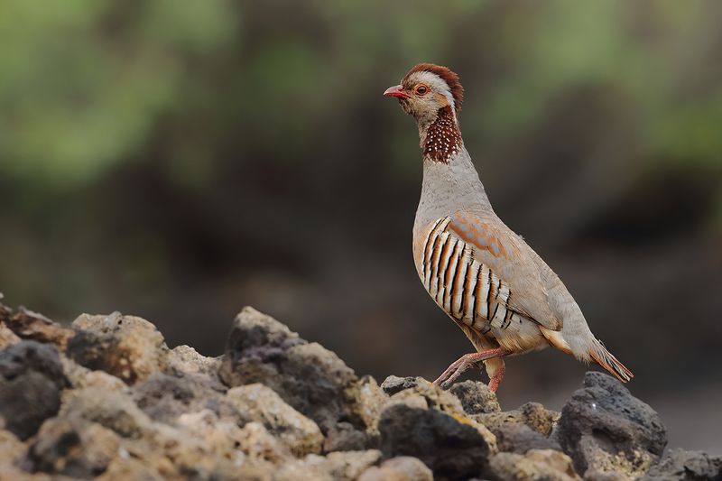 Barbary partridge (Alectoris barbara)