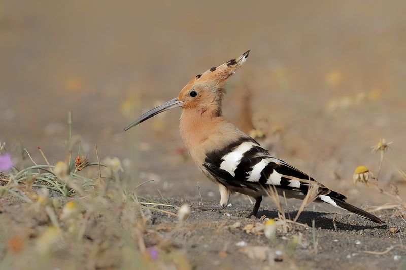 Hoopoe (Upupa epops)