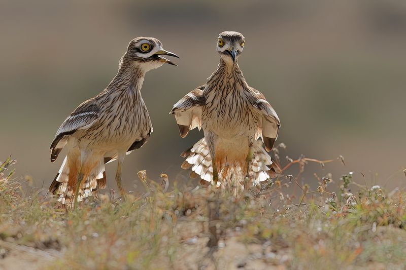 Gallery Stone Curlew