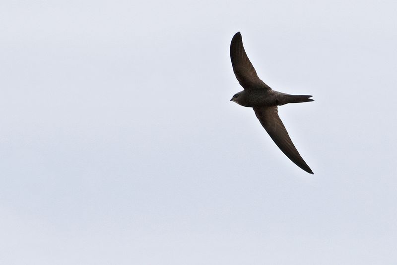 Plain Swift (Apus unicolor)